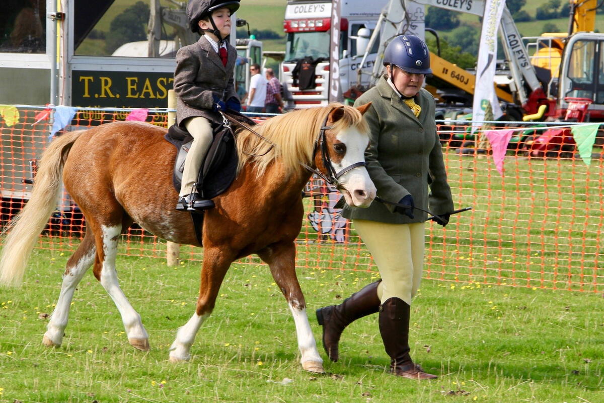 Horse classes and showjumping competition