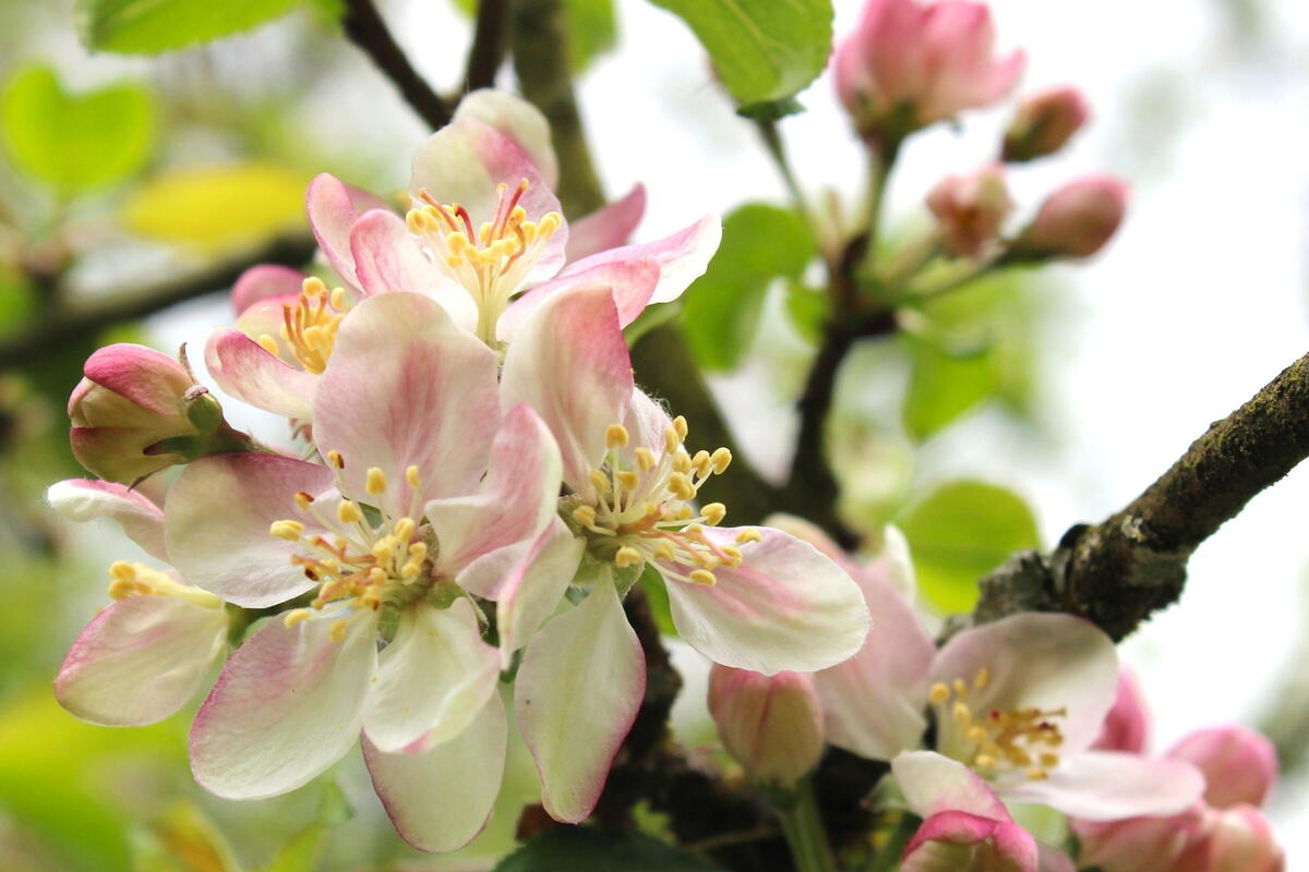 Bulmer's cider orchard