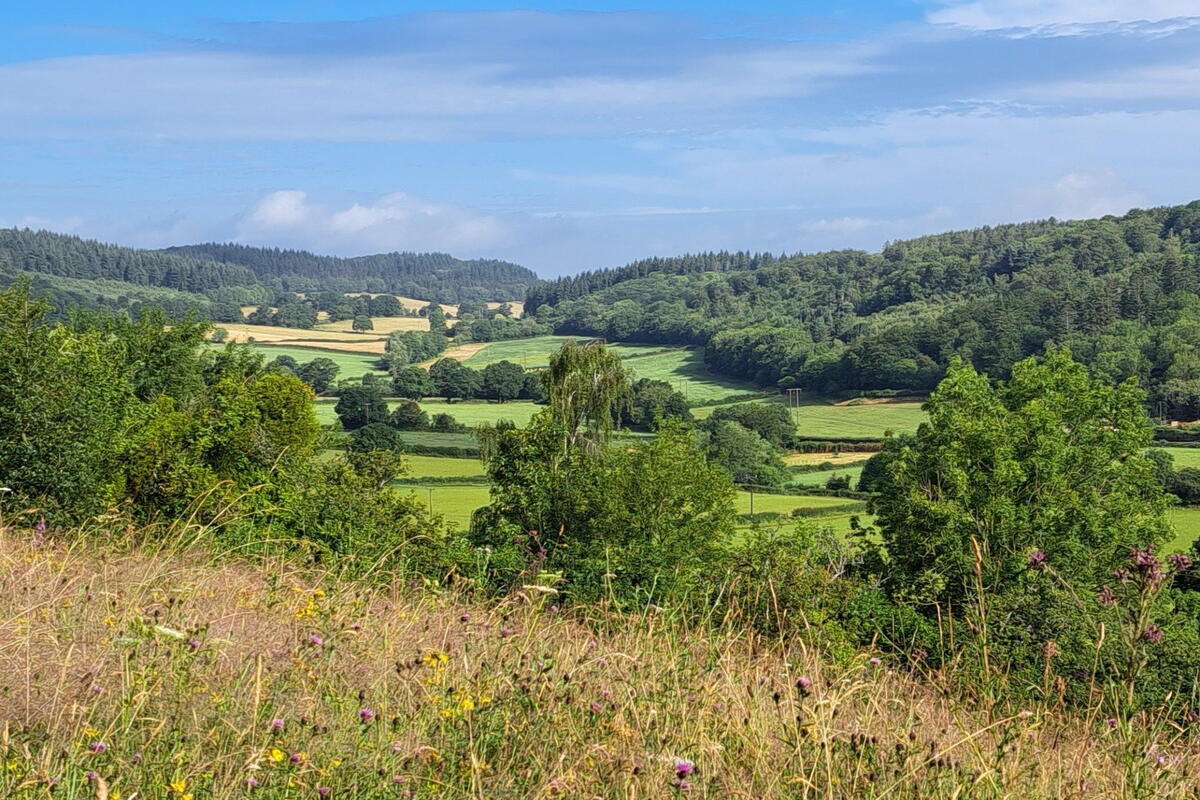 Common Hill wildflower meadows