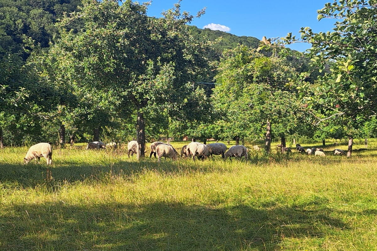 Jay's Orchard, Fownhope