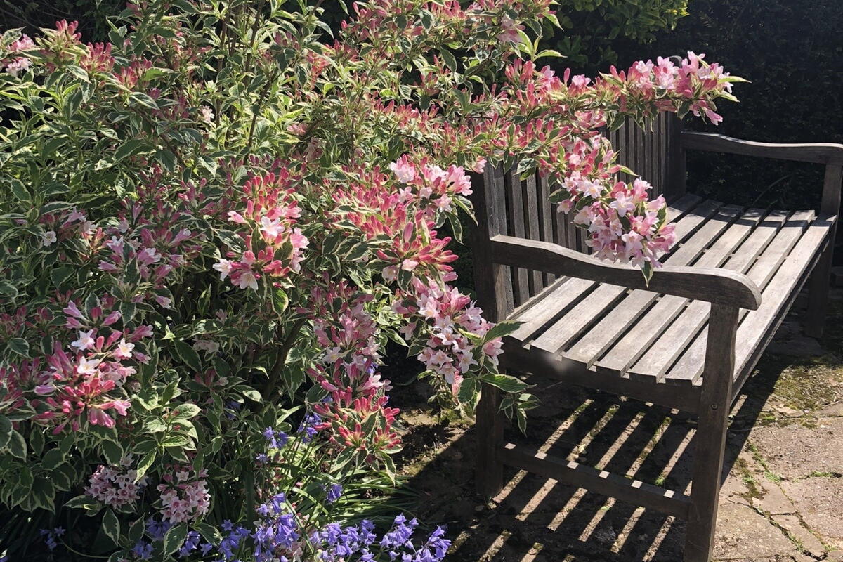 Putley Open Gardens 5