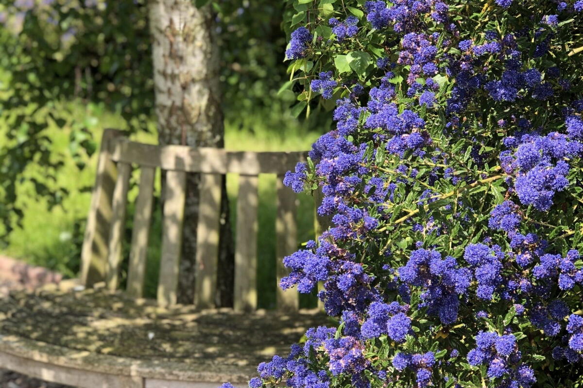 Putley Open Gardens 6