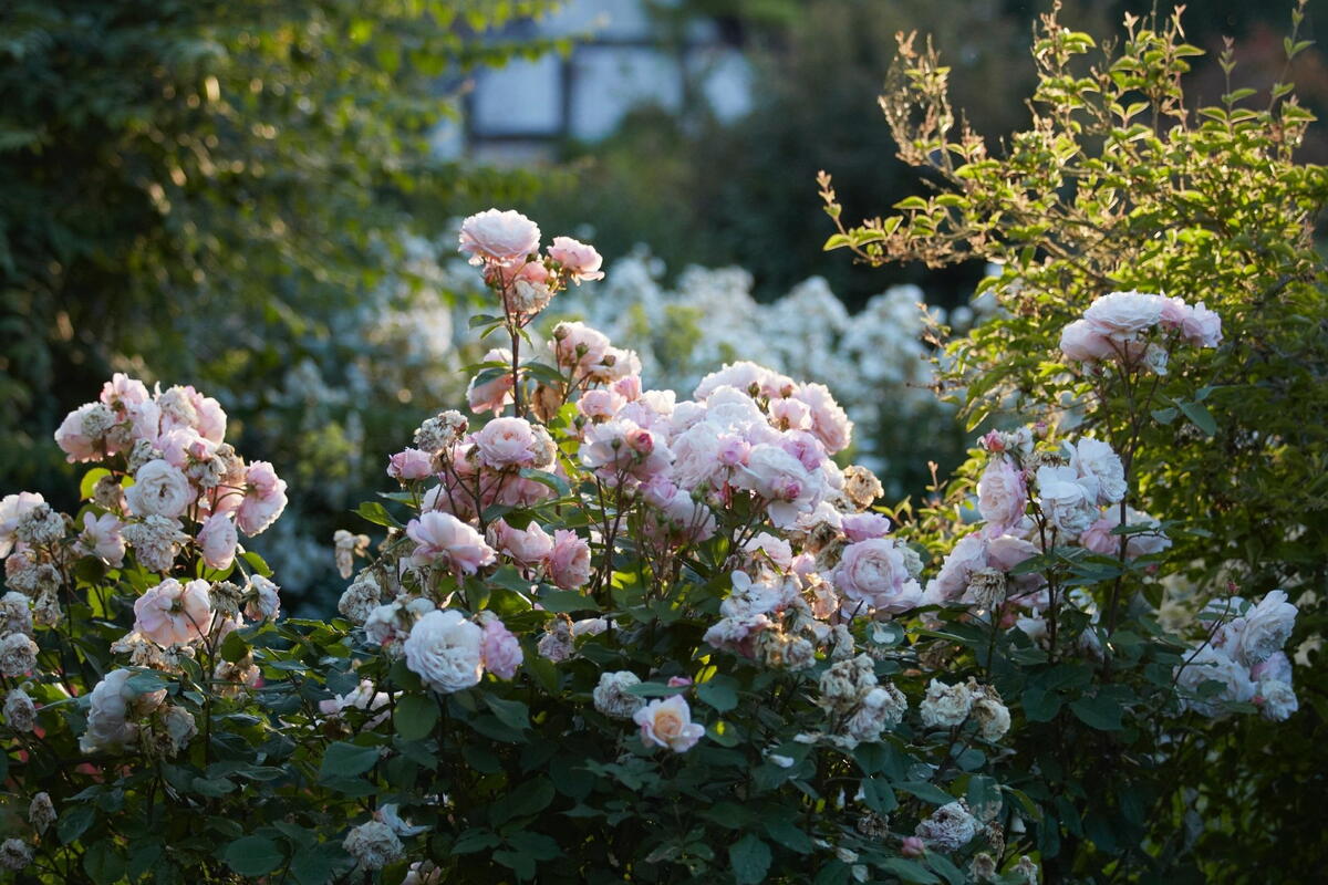 Netherwod Manor Open Garden