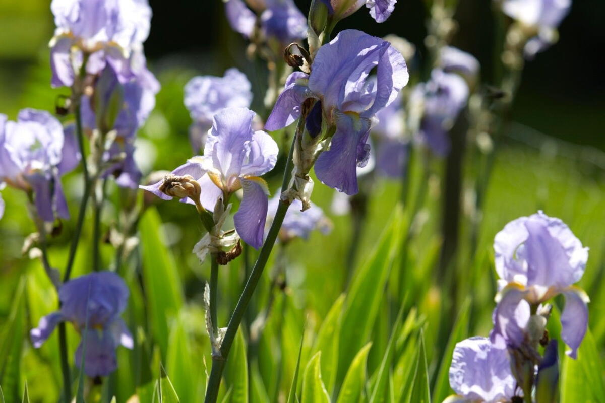 Netherwod Manor Open Garden