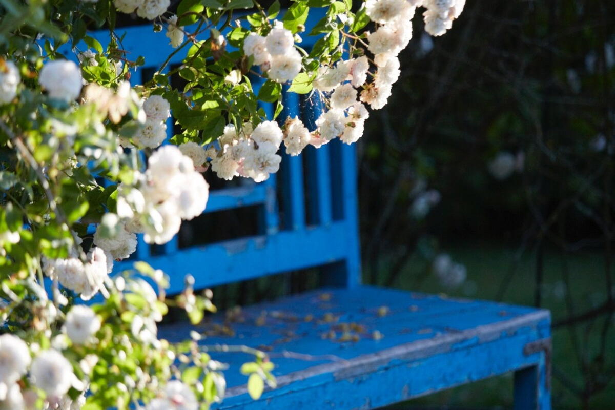 Netherwod Manor Open Garden