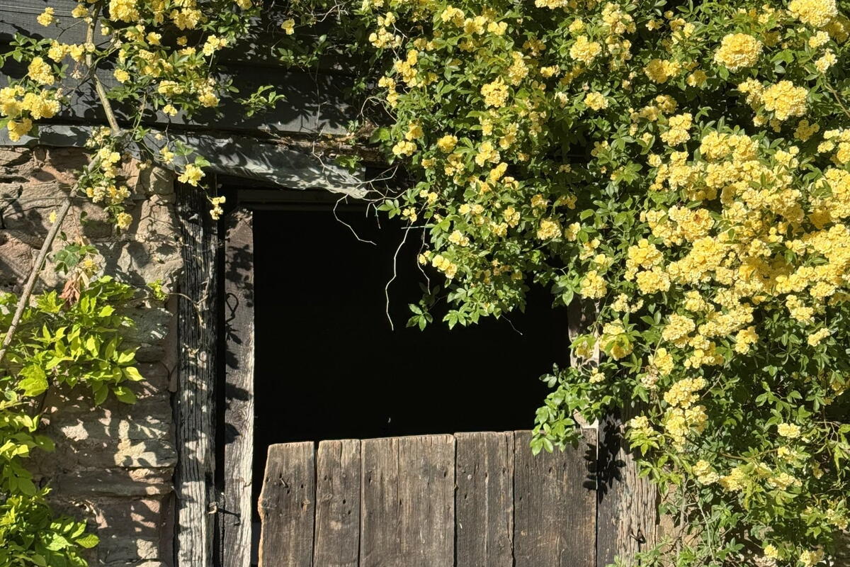 Netherwod Manor Open Garden