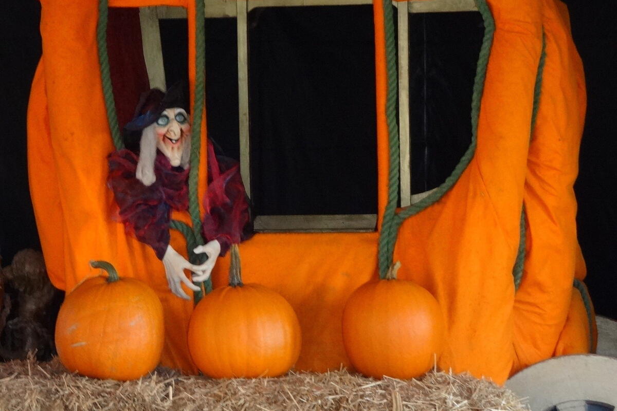 Witch with singing pumpkins