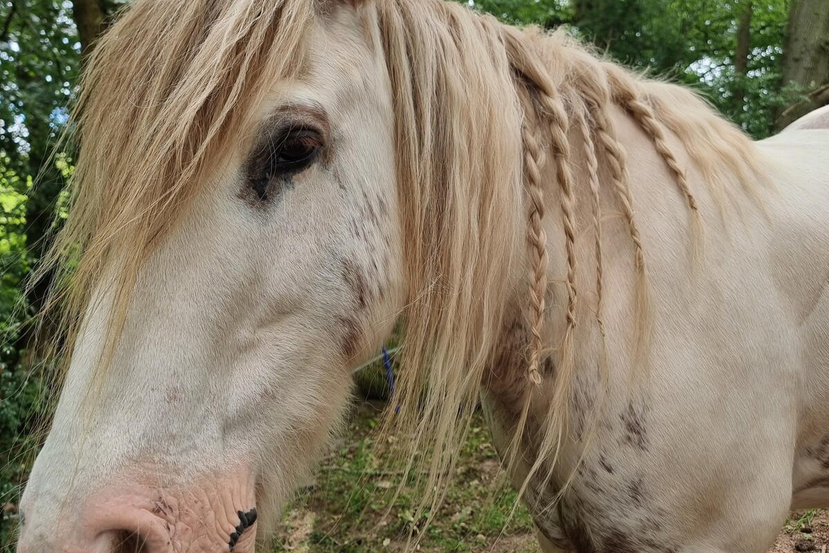 Jamie's Farm: Open Day