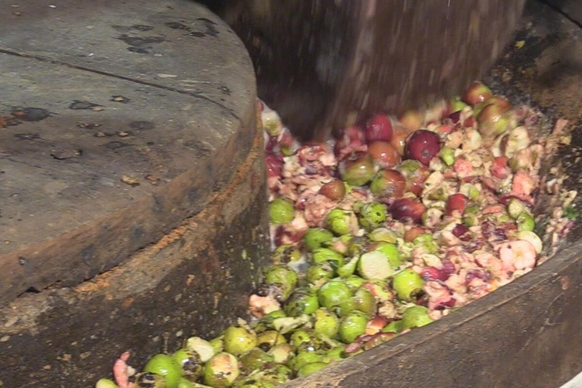 Pressing perry pears at Hellens