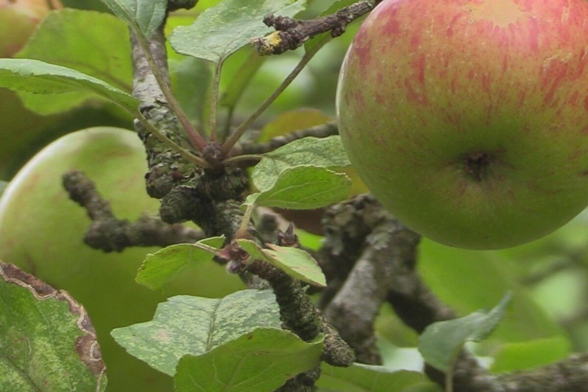 Apples on a tree