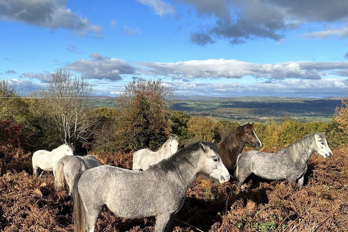 Ponies on Little Mountain