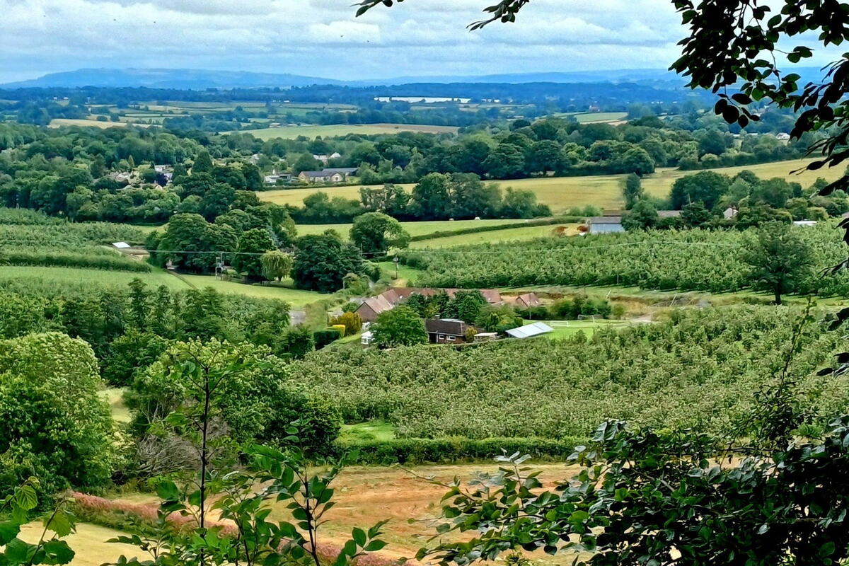 Ross Walking Festival