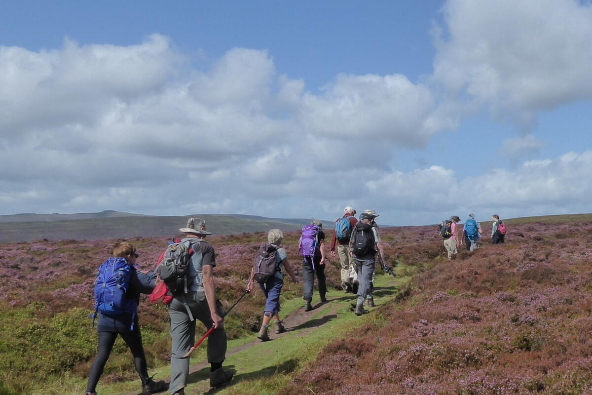 Ross Walking Festival