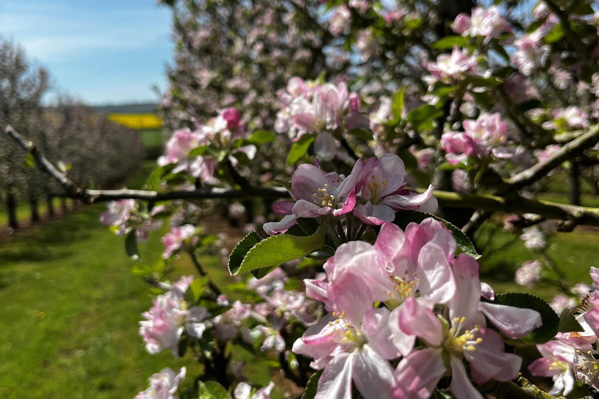 Birchley orchards in blossom