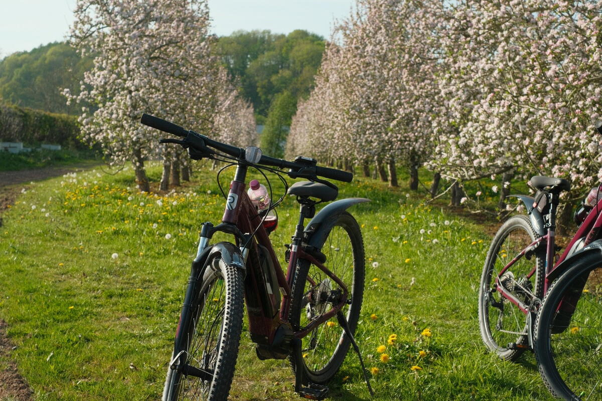 EBikes in Cider Blossom