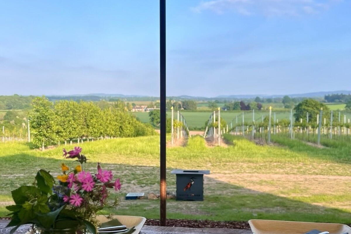 Lunch in the Vineyard