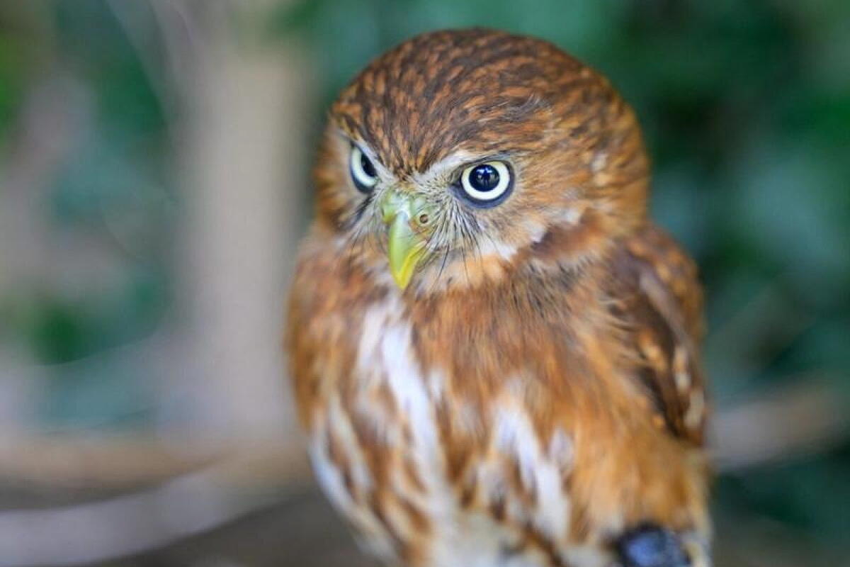 Falconry Sunday