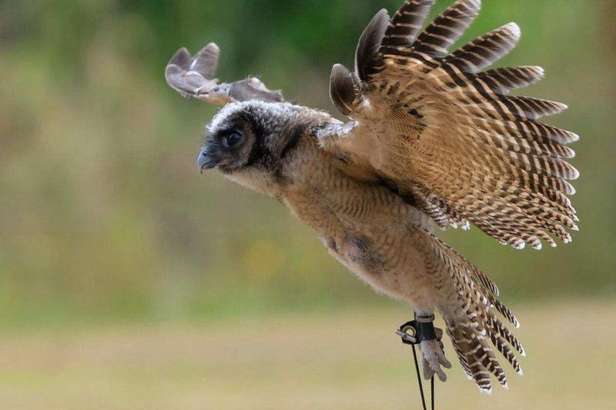 Falconry Sunday