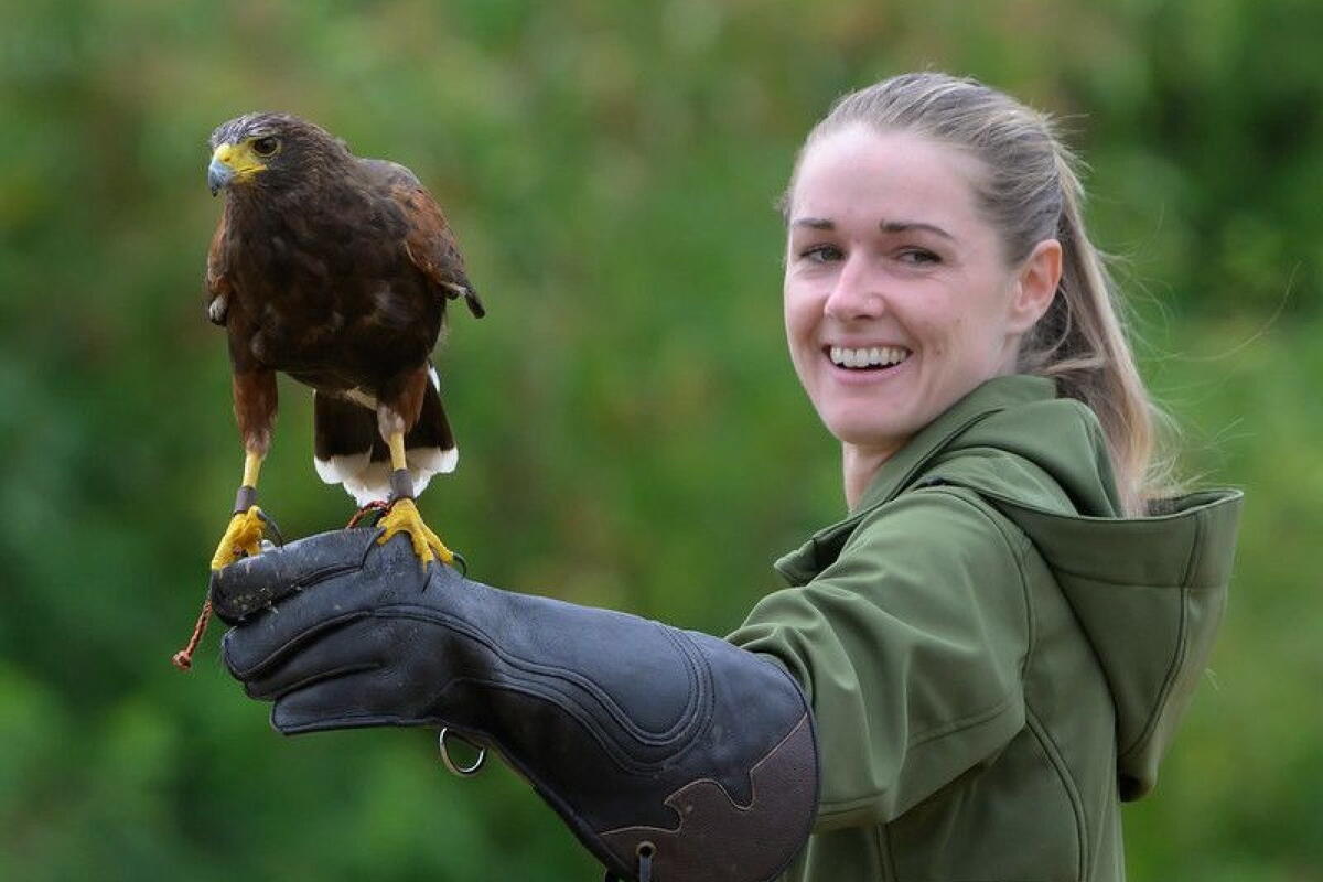Falconry Sunday