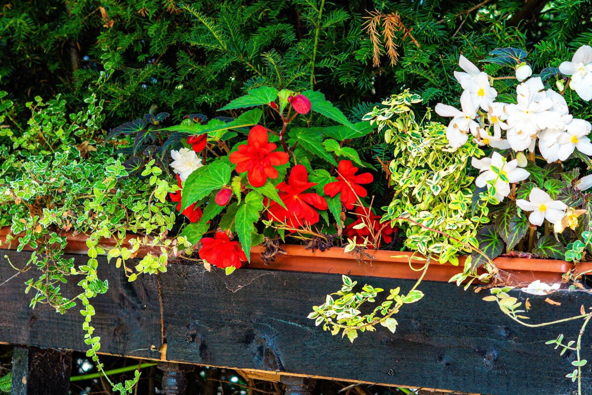 National Garden Scheme Open Day