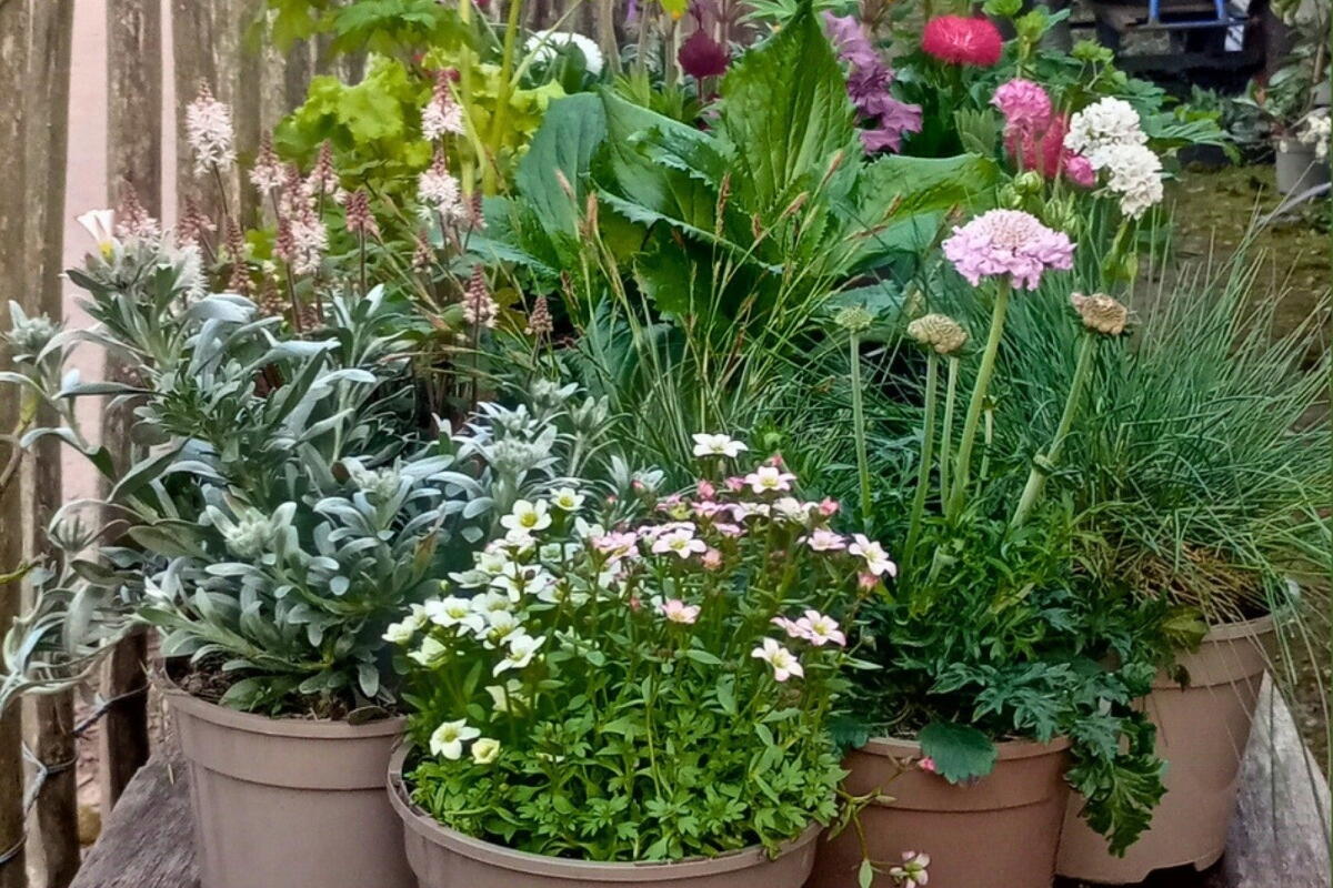 Root to Fruit Garden Festival