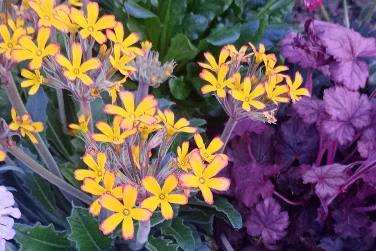 Root to Fruit Garden Festival