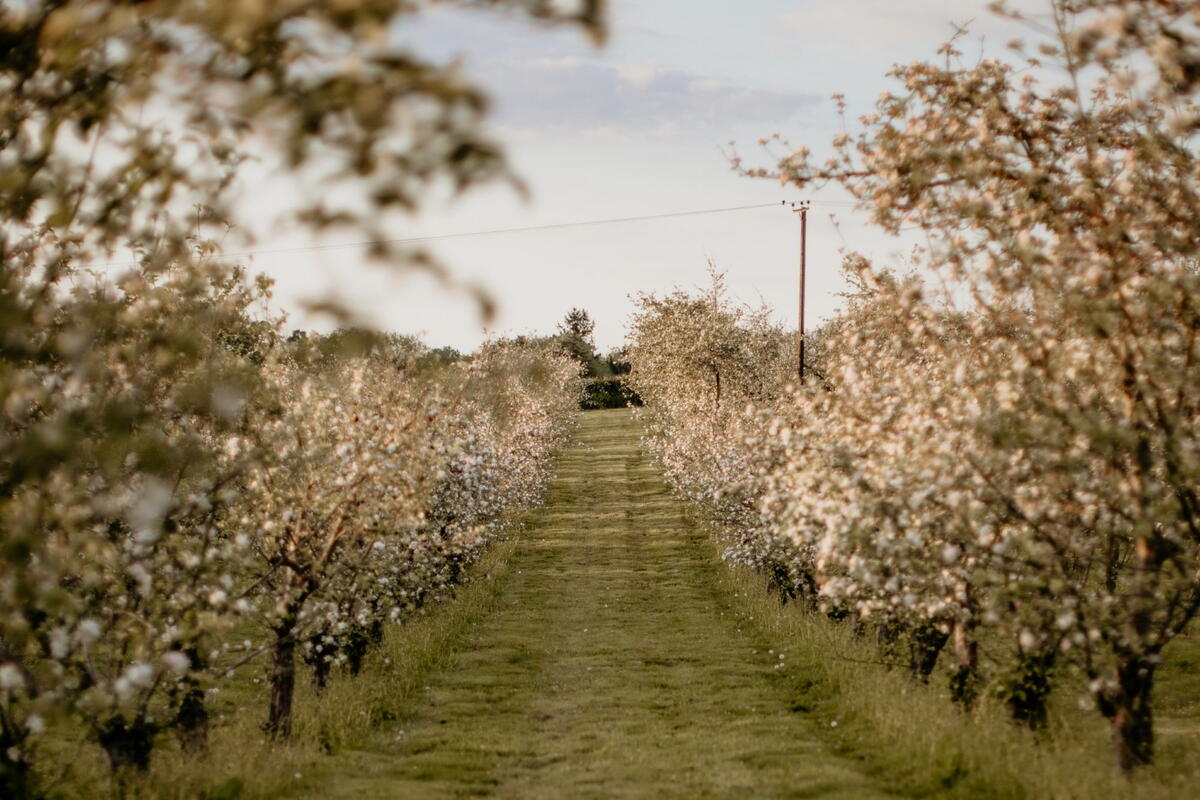 May in the orchard