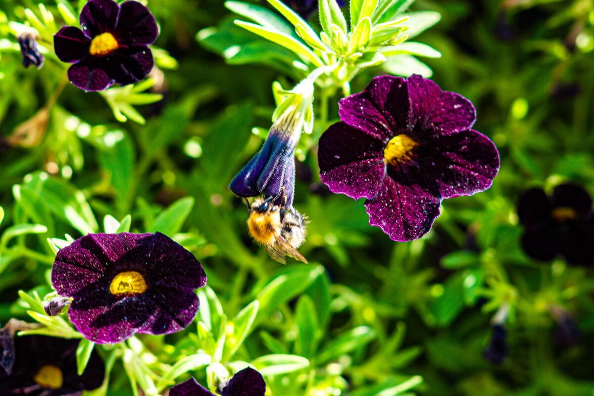 National Garden Scheme Open Day