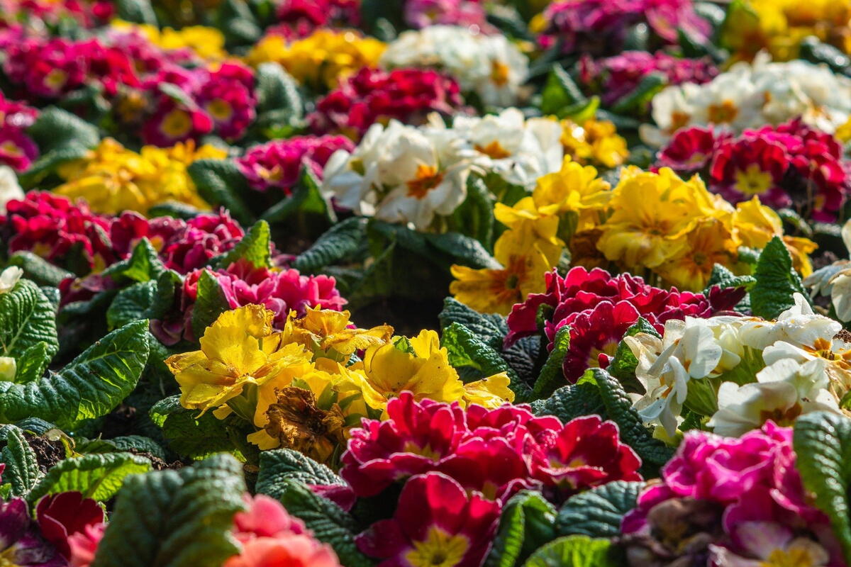 Early May Bank Holiday