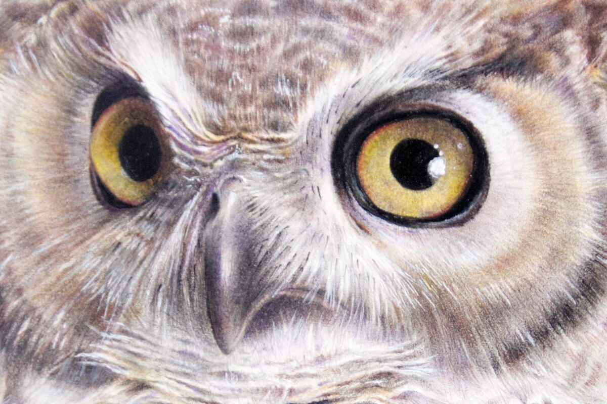 'Great Horned Owl' (detail) by Miranda Whitten-Walker