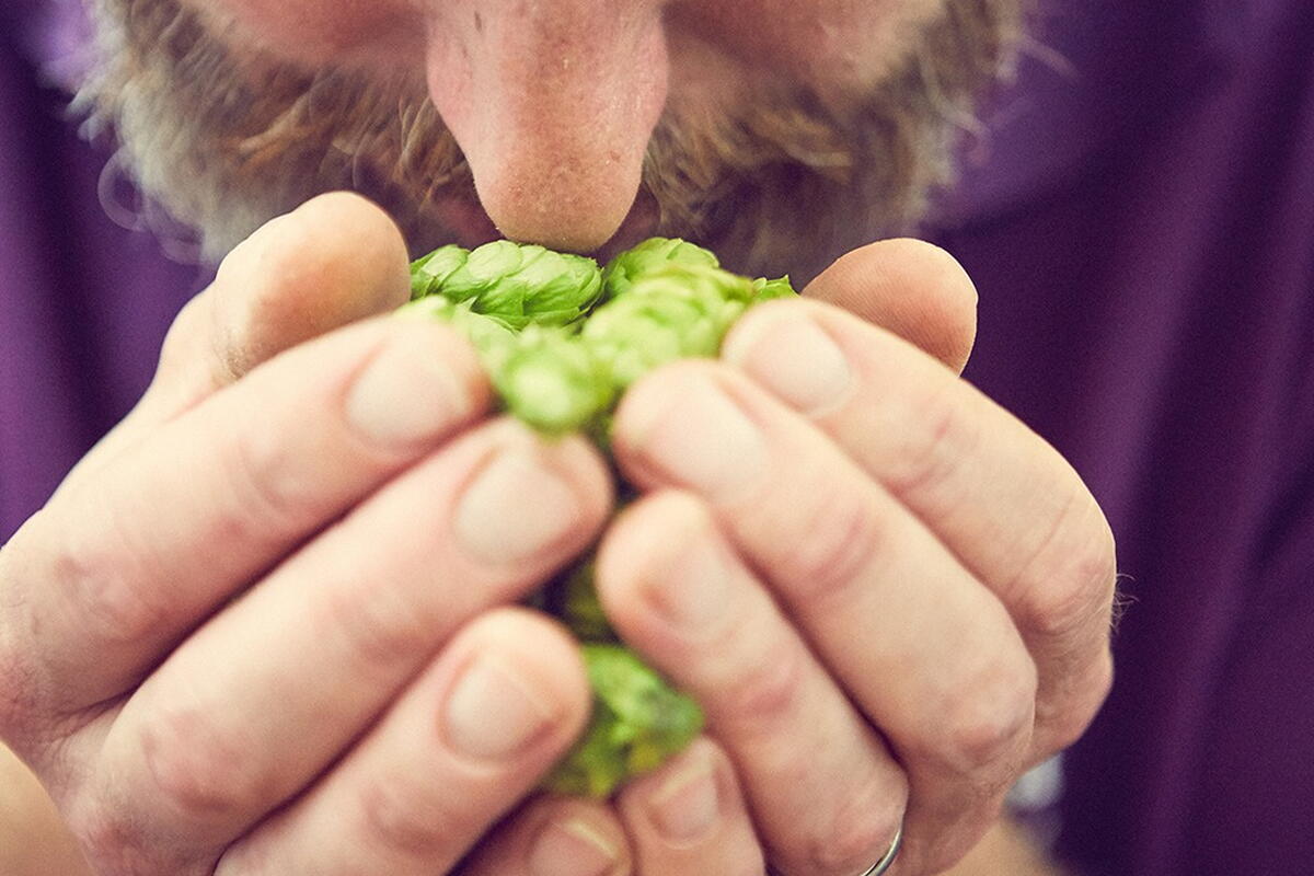 What are the brewing ingredients?