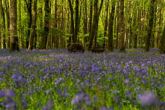 Bluebell Wood