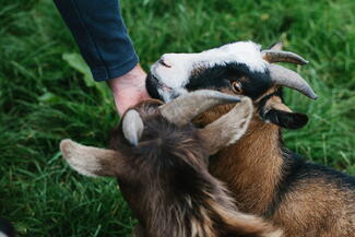 Animal encounters