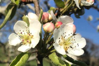 Newton Court Cider