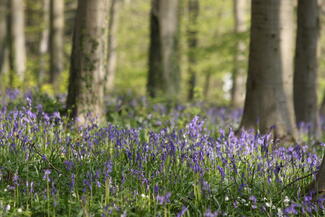 bluebells