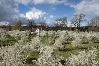 Damson trees in blossom at Brockhampton, Herefordshire. Credit National Trust & John Miller.