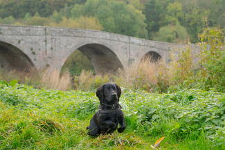 kerne bridge