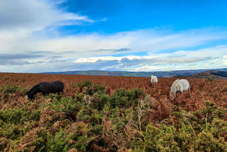 Walking on Hergest Ridge