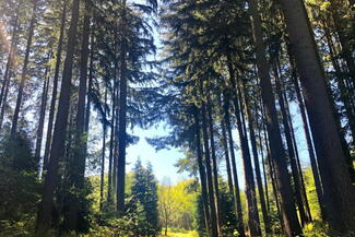 Walking through a Pine forest on the Black Pool Loop