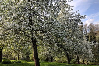 blossom