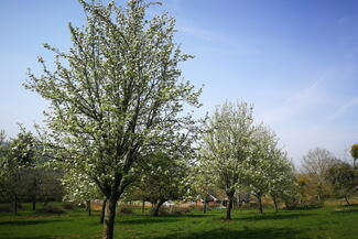 gwatkin cider