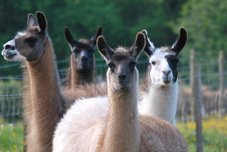 llamas