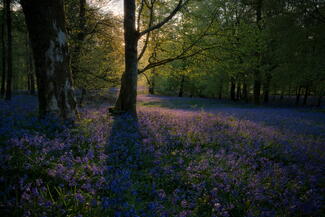 bluebells