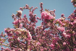 blossom