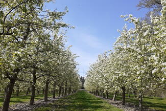 Blossom westons cider