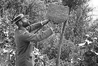 Alfred Watkins tending to some bees