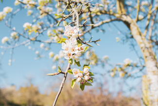 Newton Court Cider blossom
