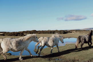 hergest ridge