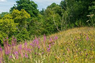 Herefordshire Wildlife Trust - Common Hill Nature Reserve