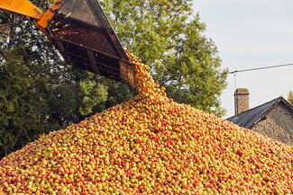 cider apples